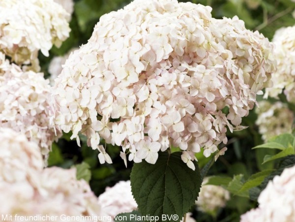 Hydrangea arborescens Candybelle Marshmallow