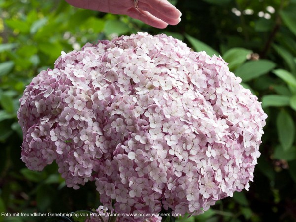 Hortensie Sweet Annabelle