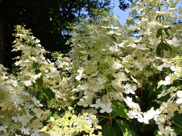 Hydrangea-pan-Saville-Lace5c12532009ead