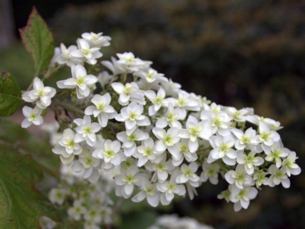 Hydrangea quercifolia 'Snowflake'2