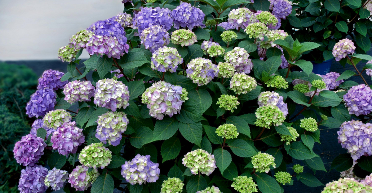 Hortensie Endless Summer Kaufen 27 hortensie endless summer kaufen hortensie 39 endless Hortensie Endless Summer Kaufen 27 hortensie endless summer kaufen hortensie 39 endless