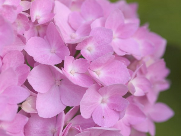 Hortensie Endless Summer® rosa