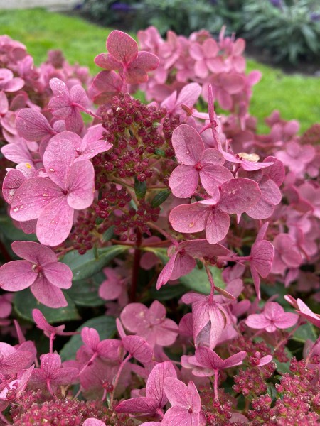 Hydrangea pan. Polestar im Herbst