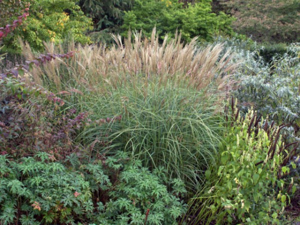 Miscanthus sinensis 'Adagio'