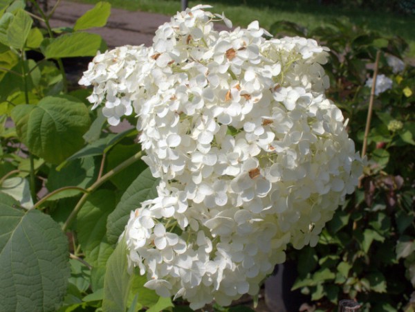 Hydrangea arborescens 'Sheep Cloud'