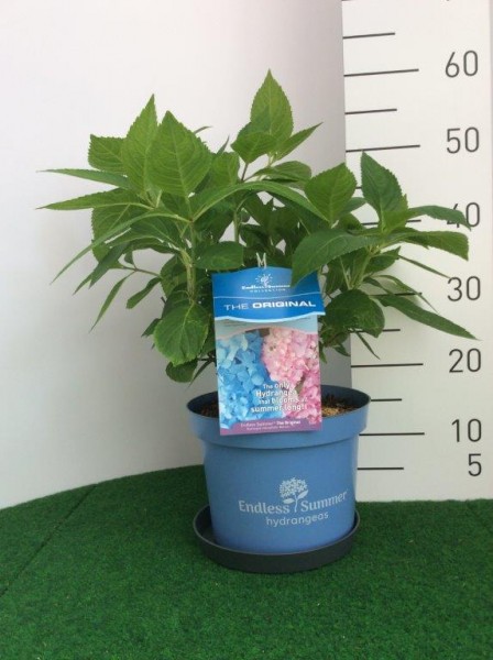 Endless Summer rosa oder blau 5 l 07/19