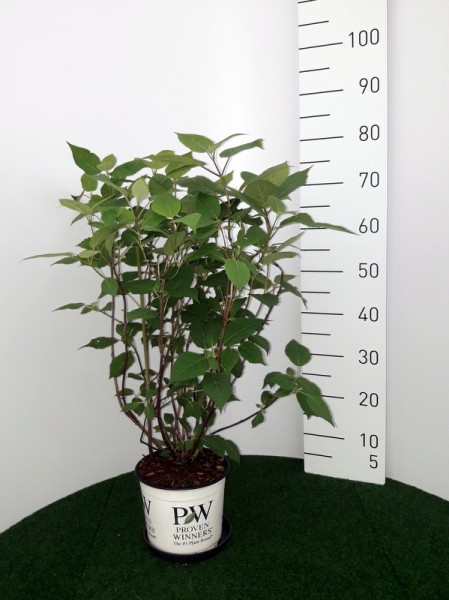 Hydrangea arborescens 'Lime Rickey'