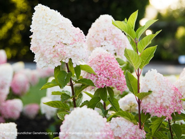 Hydrangea paniculata 'Living Pink & Rose®' 1