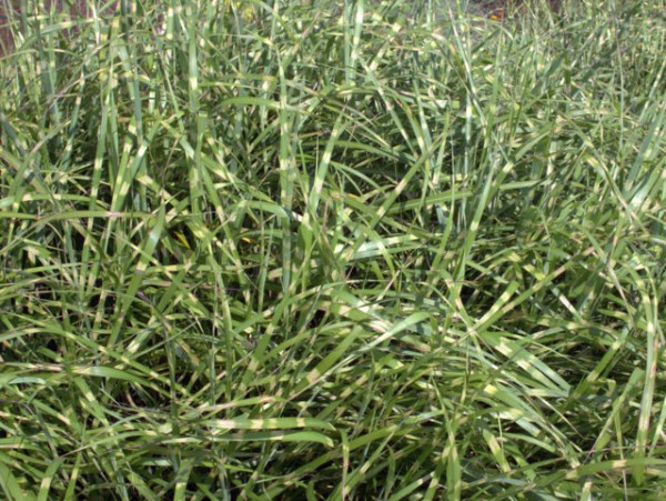 Miscanthus sin. 'Zebrinus'