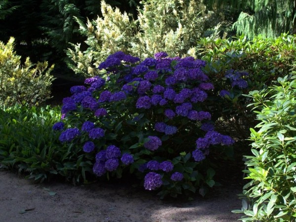 Hydrangea-macr-Renate-Steiniger