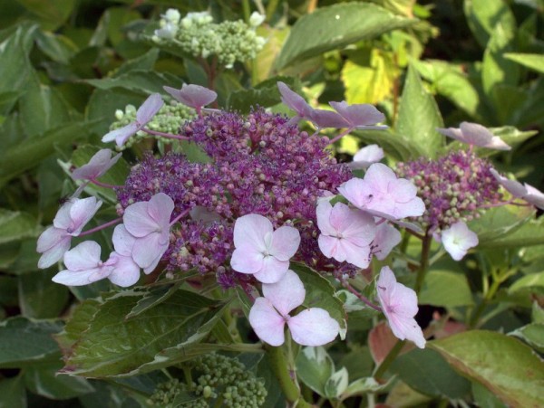 Hydrangea macrophylla 'Tricolor'