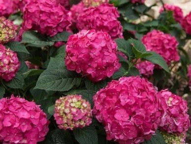 Endless Summer®, Summer-Love®