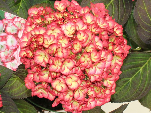 Hortensie Hovaria® 'Ripple'