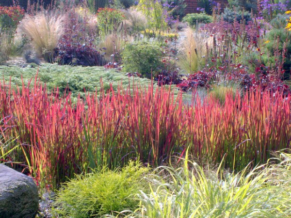 Japanisches Blutgras 'Red Baron' Rabatte