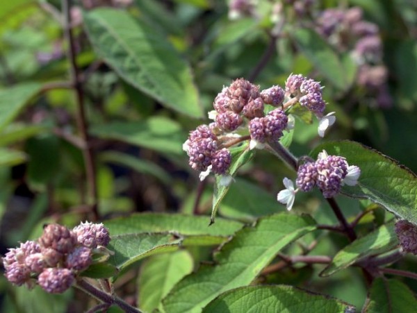 Hydrangea asp. Spinners