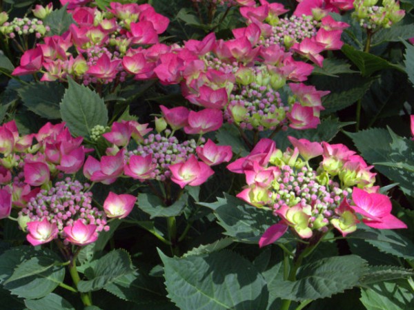 Hydrangea macrophylla Kardinal®1