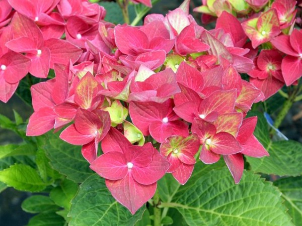 Hydrangea macrophylla Green Shadow®