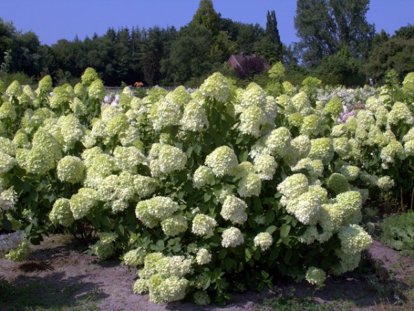 Hydrangea paniculata 'Limelight'®1