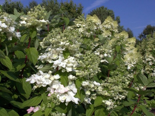 Hydrangea-pan-Mega-Mindy-Bl-te