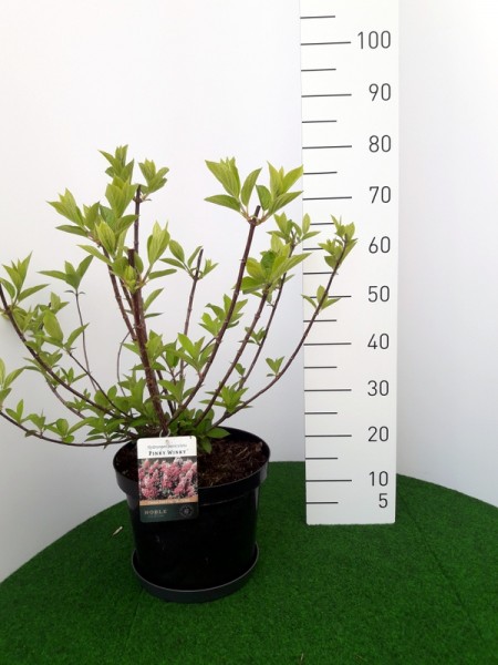 Pinky Winky 10 l, 11.05.2019