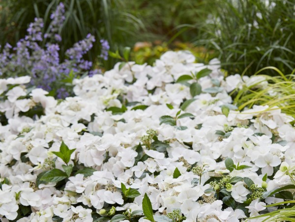 Runaway Bride Beetpflanzung