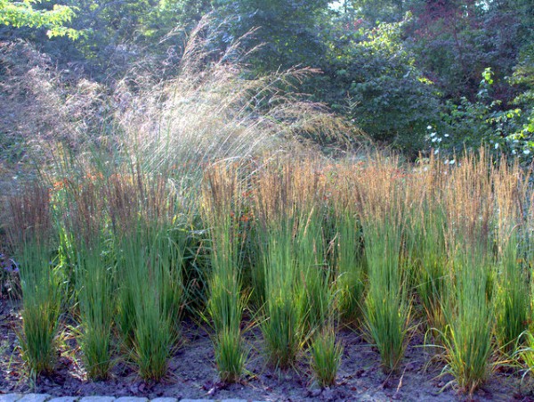 Pfeifengras Moorhexe Beetbepflanzung