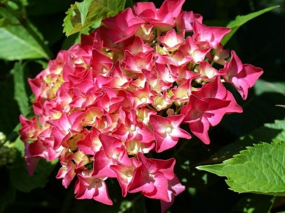 Hydrangea macrophylla Alpenglühen