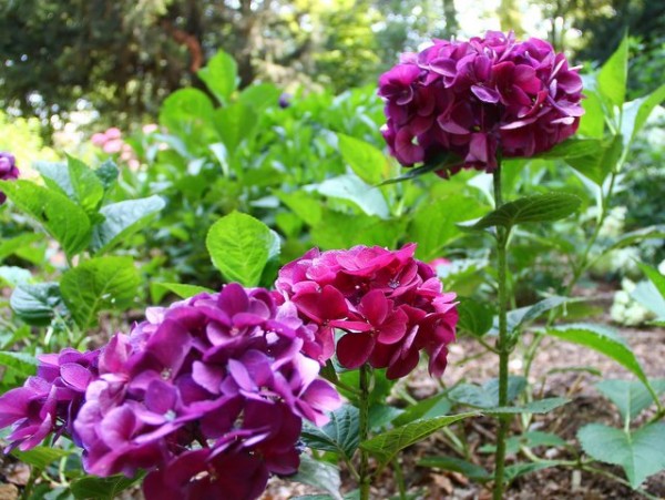 Hydrangea macrophylla „Merveille Sanguine“3