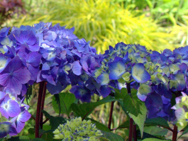 Endless Summer 'Bloomstar'®1