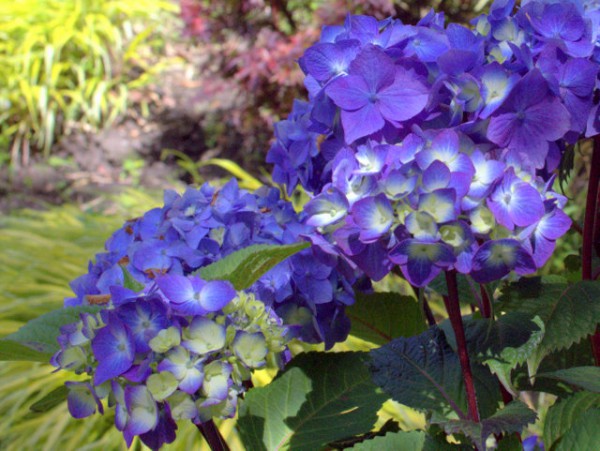 Endless Summer 'Bloomstar'®2