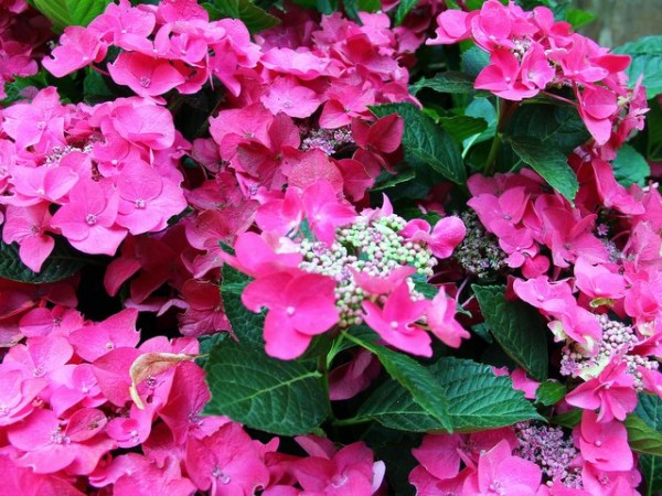 Hydrangea macrophylla Frisbee®pink