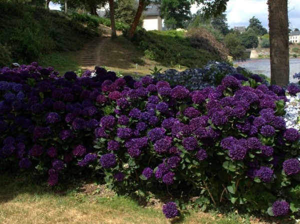 Hydrangea-macr-Merveille-Sanguinea