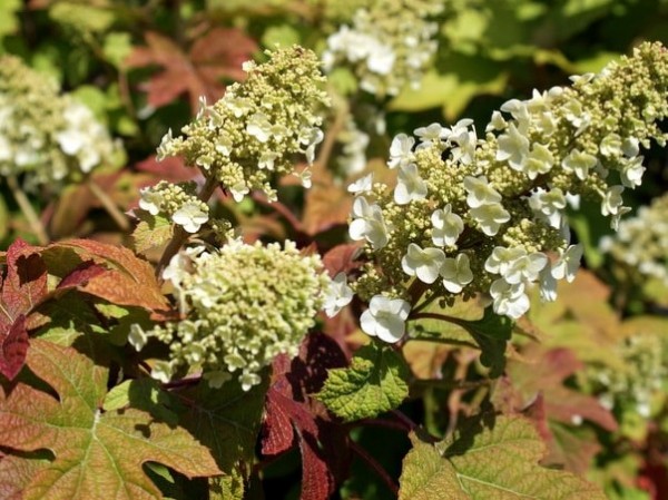 Hydrangea quercifolia 'Ruby Slippers'