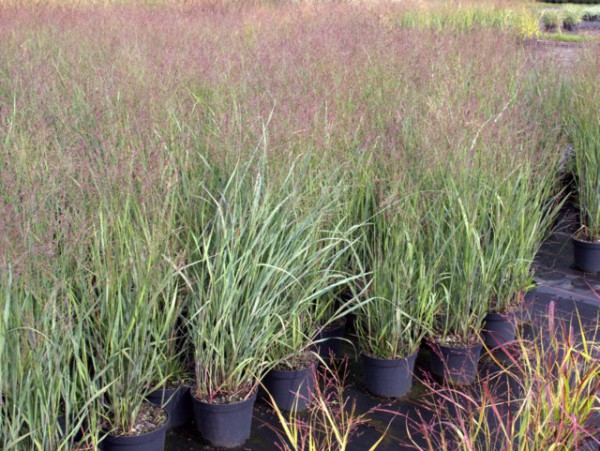 Rutenhirse Heavy Metal Pflanztopf