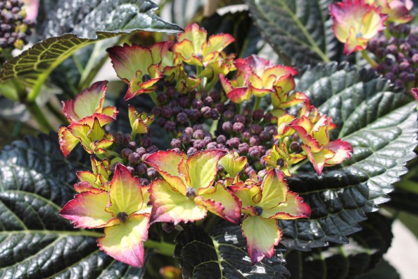 Hortensie Dark Angel®1