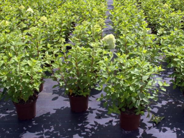 Hydrangea paniculata 'Little Lime'®4