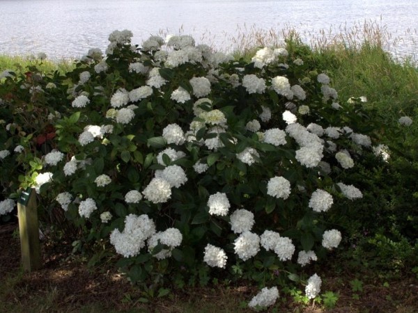 Hydrangea-macr-Thomas-Hoog