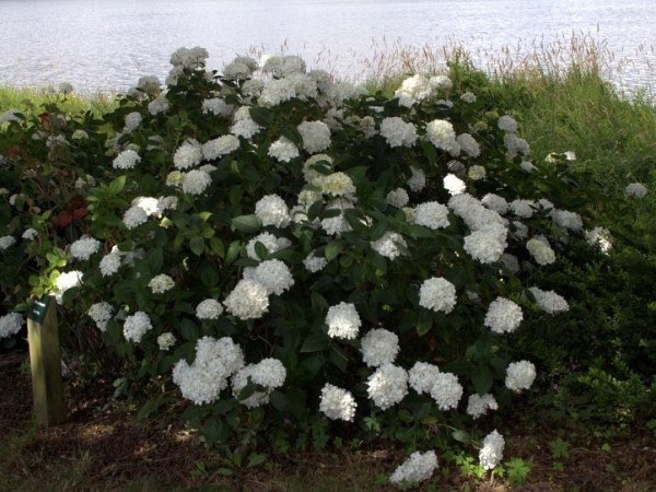 Hydrangea-macr-Thomas-Hoog