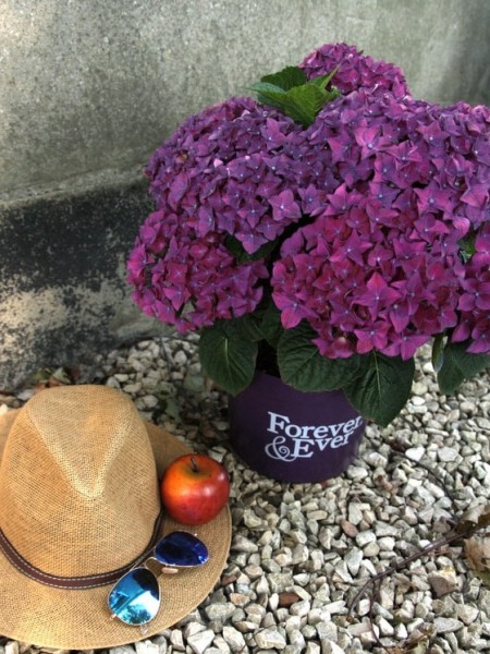 Hortensie Forever & Ever lila