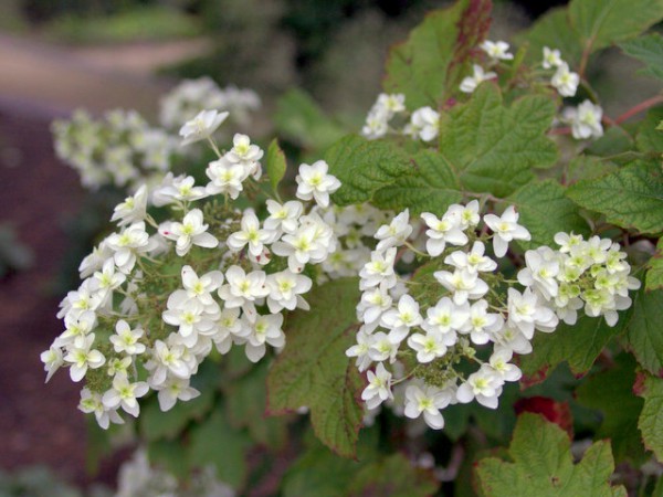 Eichenblättrige Hortensie Snowflake 40-60cm Hydrangea quercifolia
