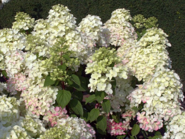Hydrangea paniculata 'Diamant Rouge'®4