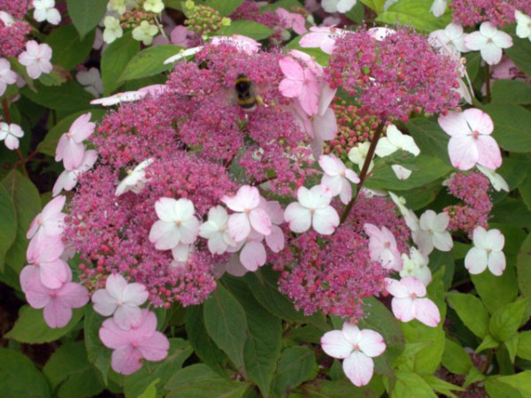 Hydrangea serrata 'Oamacha'1