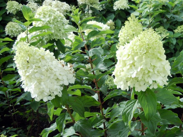 Hydrangea paniculata 'Polar Bear'®1