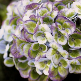 42+ Hortensie Magical Revolution Winterhart, Die hortensie &#039;magical®