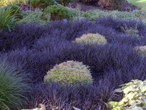 Schlangenbart 'Nigrescens'