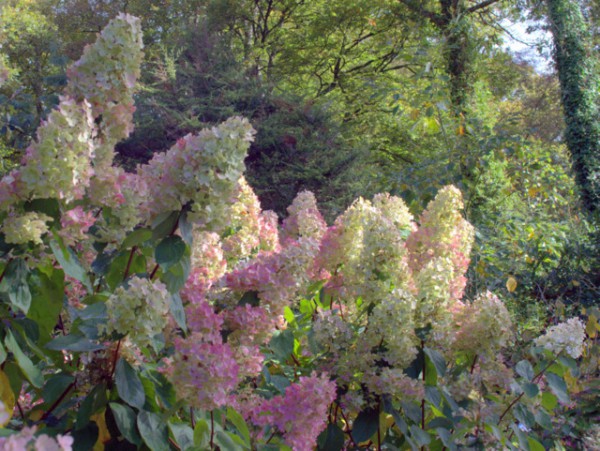 Hydrangea paniculata 'Tardiva'