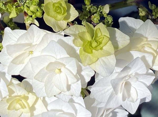 Hydrangea macrophylla 'Wedding Gown'