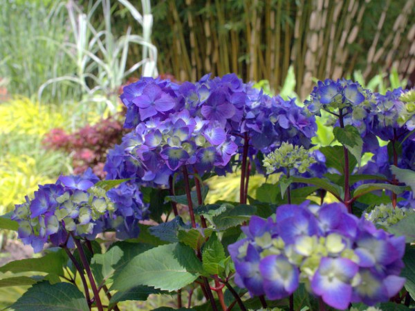 Endless Summer 'Bloomstar'®3