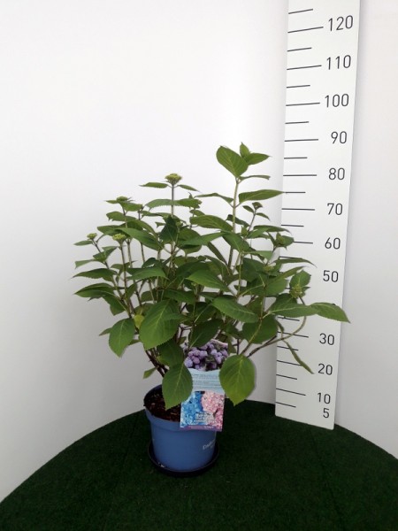 Endless Summer 5 l 10.05.19