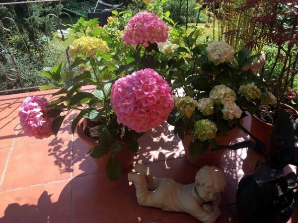 Hydrangea macrophylla 'Belle Seduction®' (Bodalan)2